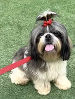 AKC Mochi - Champion Bloodline, a female Shih Tzu for sale in Long Beach, CA – 8 of 8