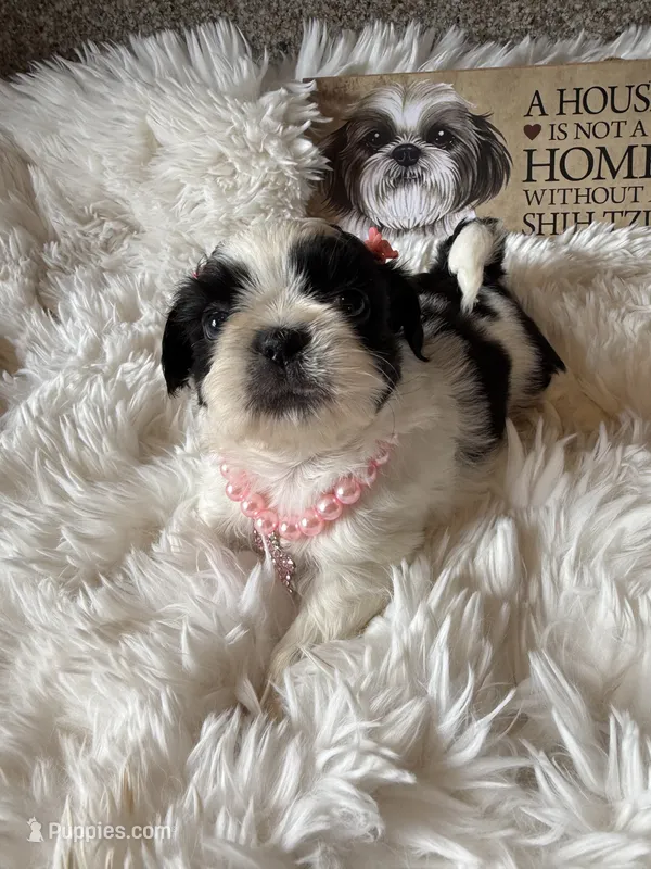 BabyGlamour AKC Champion – Shih Tzu puppy for sale in Long Beach, CA