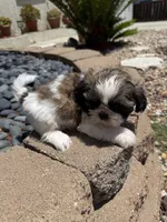 Akc Bennet champion 🏆, a male Shih Tzu for sale in Long Beach, CA – 6 of 10