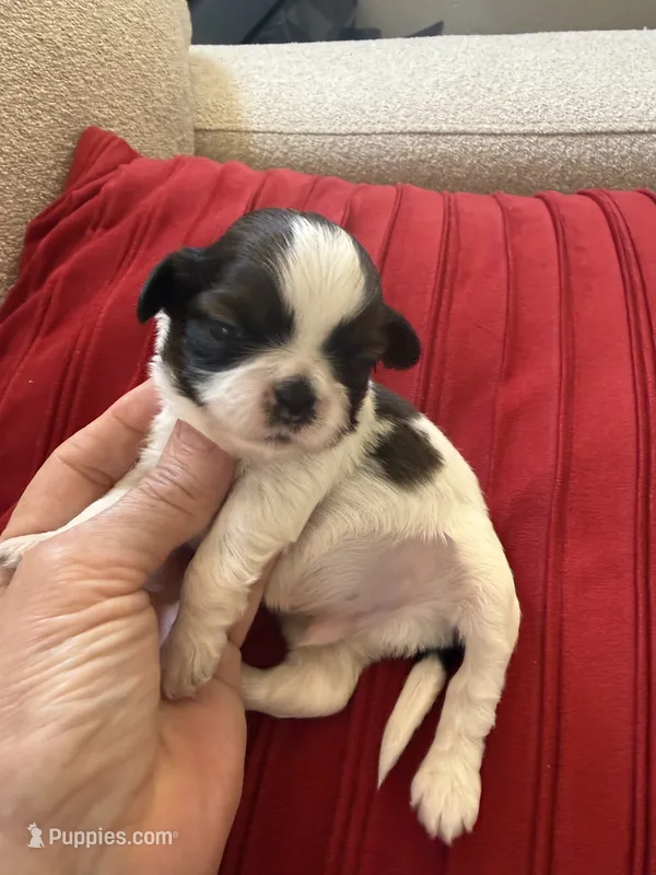 Ying yang Akc Champion Bloodline 🏆 – Shih Tzu puppy for sale in Long Beach, CA
