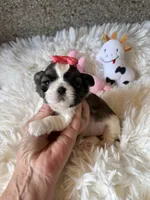 AKC Mochi - Champion Bloodline, a female Shih Tzu for sale in Long Beach, CA – 5 of 8
