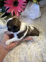 Akc honey 🍯 , a female Shih Tzu for sale in Long Beach, CA – 5 of 8