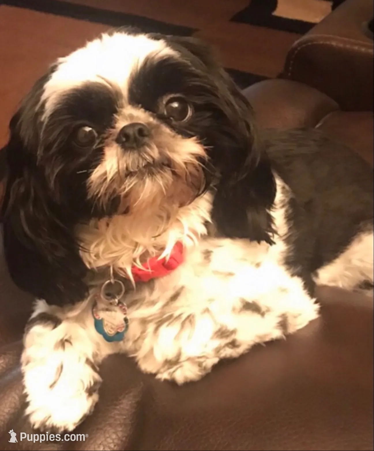 Akc churro champion 🏆, a male Shih Tzu for sale in Long Beach, CA – 3 of 4