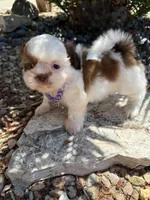 Maple Akc  Champion Bloodline , a female Shih Tzu for sale in Long Beach, CA – 1 of 9