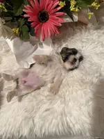 AKC Rosie - Champion Bloodline 🏆, a female Shih Tzu for sale in Long Beach, CA – 3 of 8