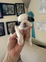 Ying yang Akc Champion Bloodline 🏆, a female Shih Tzu for sale in Long Beach, CA – 9 of 10