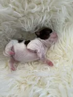 Honey Akc Champion Bloodline 🏆, a female Shih Tzu for sale in Long Beach, CA – Photo 5 of 10