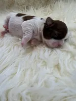 Honey Akc Champion Bloodline 🏆, a female Shih Tzu for sale in Long Beach, CA – Photo 3 of 10