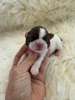 Honey Akc Champion Bloodline 🏆, a female Shih Tzu for sale in Long Beach, CA – Photo 2 of 10