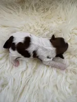 Honey Akc Champion Bloodline 🏆, a female Shih Tzu for sale in Long Beach, CA – Photo 6 of 10