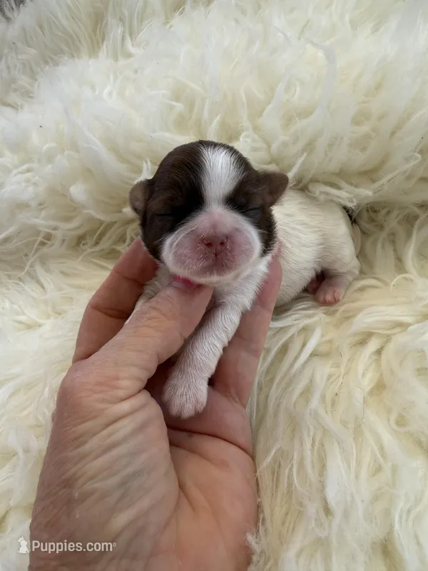 Honey Akc Champion Bloodline 🏆, a female Shih Tzu for sale in Long Beach, CA – Photo 1 of 10