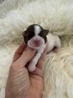 Honey Akc Champion Bloodline 🏆, a female Shih Tzu for sale in Long Beach, CA – Photo 1 of 10