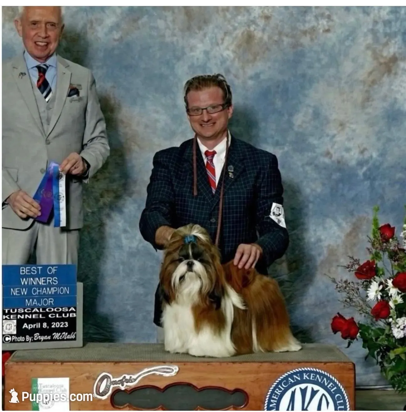 Ying yang Akc Champion Bloodline 🏆, a female Shih Tzu for sale in Long Beach, CA – 6 of 10