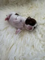 Honey Akc Champion Bloodline 🏆, a female Shih Tzu for sale in Long Beach, CA – Photo 8 of 10