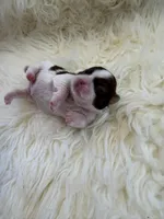 Honey Akc Champion Bloodline 🏆, a female Shih Tzu for sale in Long Beach, CA – Photo 4 of 10