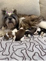 Honey Akc Champion Bloodline 🏆, a female Shih Tzu for sale in Long Beach, CA – Photo 10 of 10