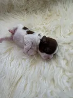 Honey Akc Champion Bloodline 🏆, a female Shih Tzu for sale in Long Beach, CA – Photo 7 of 10