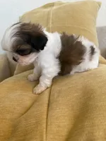 Bentley Akc  Champion Bloodline , a male Shih Tzu for sale in Long Beach, CA – 5 of 7
