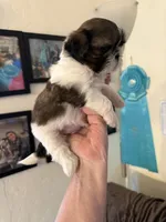 Bella AKC Champion 🏆, a female Shih Tzu for sale in Long Beach, CA – 6 of 9
