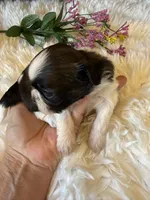 Akc Bonnie Champion 🏆, a female Shih Tzu for sale in Long Beach, CA – 2 of 8