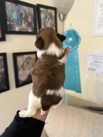 Male #2 Akc 🏆, a male Shih Tzu for sale in Long Beach, CA – 3 of 7
