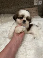 Biscuit Akc Champion 🏆, a male Shih Tzu for sale in Long Beach, CA – 4 of 9