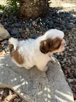 Maple Akc  Champion Bloodline , a female Shih Tzu for sale in Long Beach, CA – 7 of 9