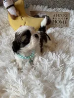 Bentley  AKC 🏆, a male Shih Tzu for sale in Long Beach, CA – 6 of 9