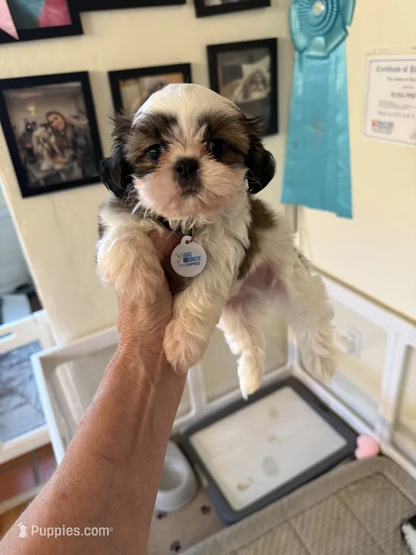 Calvin Akc champion – Shih Tzu puppy for sale in Long Beach, CA