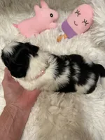 BabyGlamour AKC Champion, a female Shih Tzu for sale in Long Beach, CA – 2 of 5