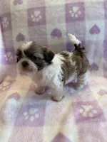 Female #2 Akc champion, a female Shih Tzu for sale in Long Beach, CA – Photo 3 of 7