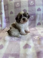 Female #2 Akc champion, a female Shih Tzu for sale in Long Beach, CA – Photo 6 of 7