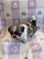 Female #2 Akc champion, a female Shih Tzu for sale in Long Beach, CA – Photo 5 of 7