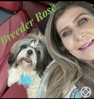 Walter - AKC Champion Bloodline, a male Shih Tzu for sale in Long Beach, CA – 5 of 7