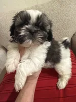 Leonard - AKC Cham..., a male Shih Tzu for sale in Long Beach, CA – 4 of 6