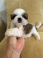 Bentley Akc  Champion Bloodline , a male Shih Tzu for sale in Long Beach, CA – 7 of 7