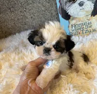 Maverick AKC champion🏆, a male Shih Tzu for sale in Long Beach, CA – 3 of 10