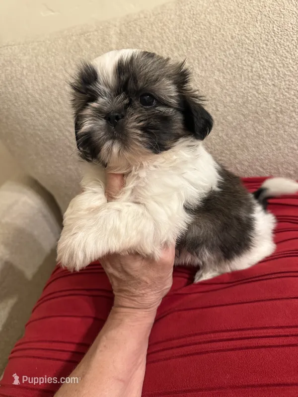 Leonard - AKC Cham... – Shih Tzu puppy for sale in Long Beach, CA