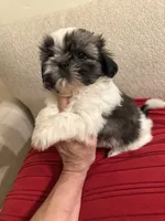 Leonard - AKC Cham..., a male Shih Tzu for sale in Long Beach, CA – 1 of 6