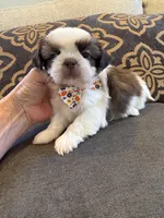 Male #1 AKC Champion 🏆, a male Shih Tzu for sale in Long Beach, CA – 3 of 8
