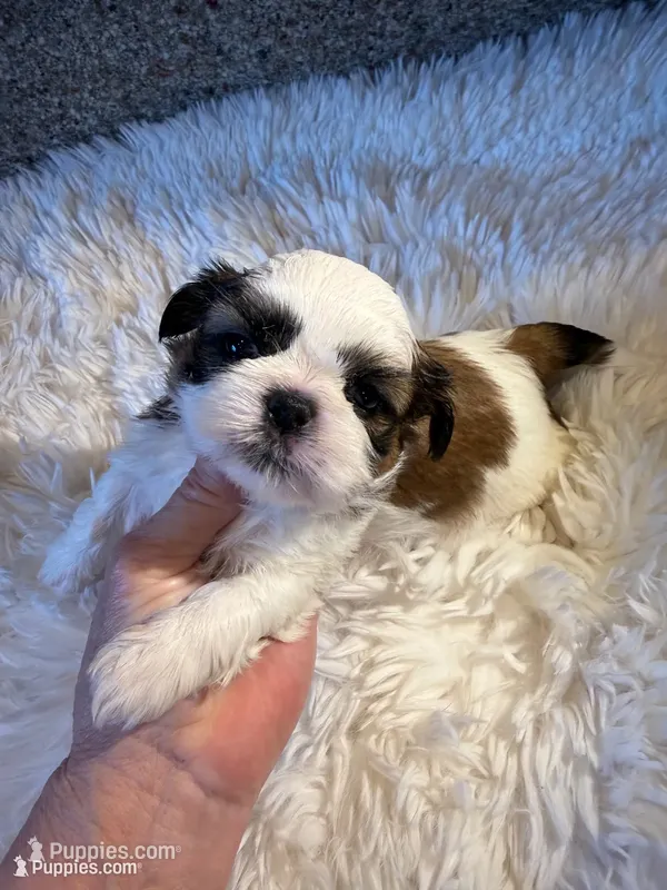 Akc  Meatball Champion 🏆 – Shih Tzu puppy for sale in Long Beach, CA