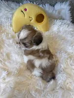 Golden Nugget Akc Champion Bloodline, a male Shih Tzu for sale in Long Beach, CA – 3 of 8