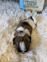 Walter - AKC Champion Bloodline, a male Shih Tzu for sale in Long Beach, CA – 2 of 7