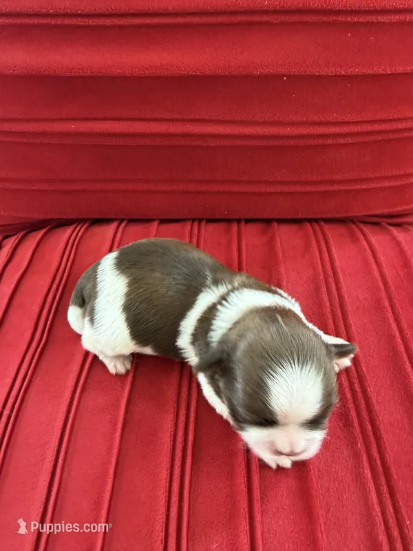 Male #3 AKC 🏆 – Shih Tzu puppy for sale in Long Beach, CA