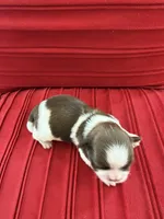 Male #3 AKC 🏆, a male Shih Tzu for sale in Long Beach, CA – Photo 1 of 7