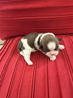 Male #3 AKC 🏆, a male Shih Tzu for sale in Long Beach, CA – Photo 6 of 7