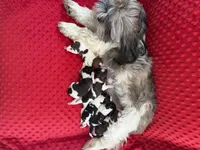 Male #3 AKC 🏆, a male Shih Tzu for sale in Long Beach, CA – Photo 7 of 7