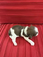 Male #3 AKC 🏆, a male Shih Tzu for sale in Long Beach, CA – Photo 3 of 7