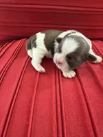 Male #3 AKC 🏆, a male Shih Tzu for sale in Long Beach, CA – Photo 5 of 7