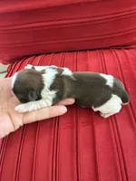 Male #3 AKC 🏆, a male Shih Tzu for sale in Long Beach, CA – Photo 4 of 7